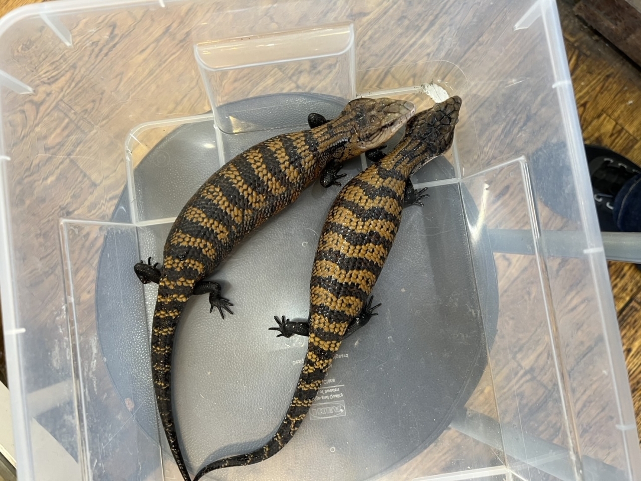 アルーアオジタトカゲ(3)