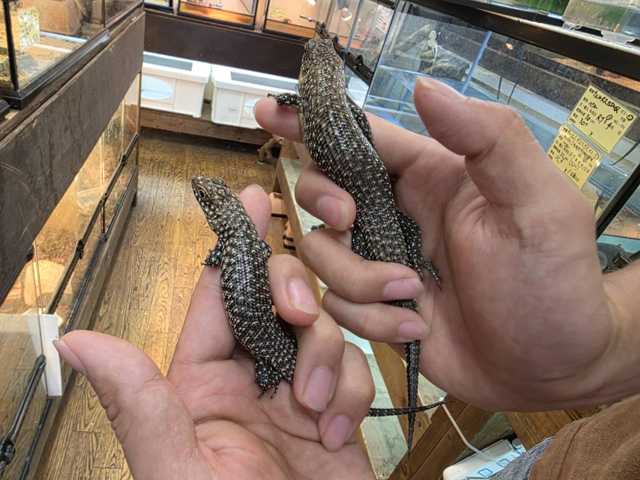 カニンガムイワトカゲ(1)