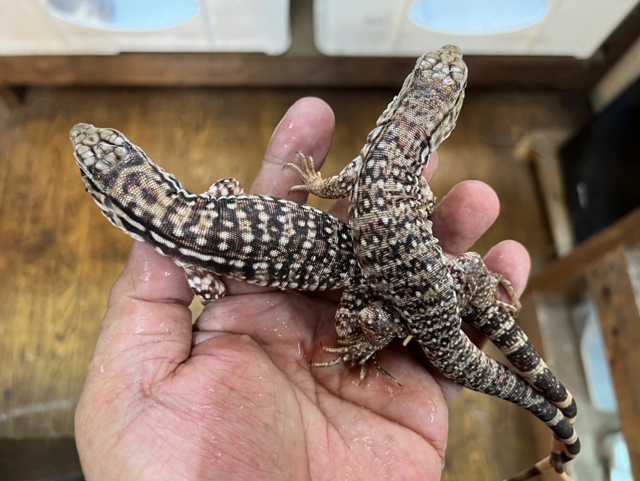 アルゼンチンレッドテグー(3)