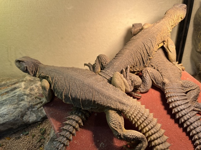 エジプトトゲオアガマ