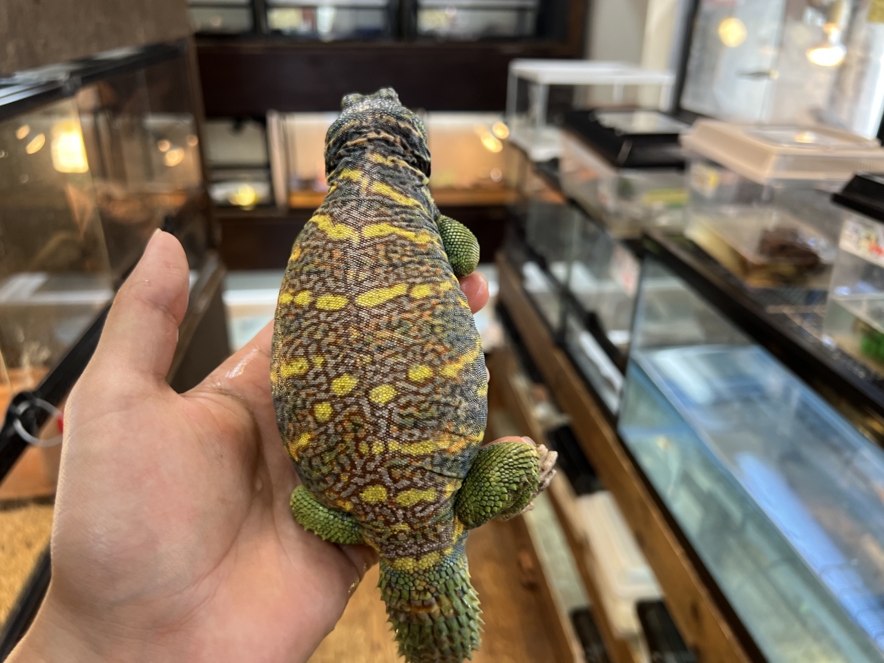 ニシキトゲオアガマ（No.1）(2)