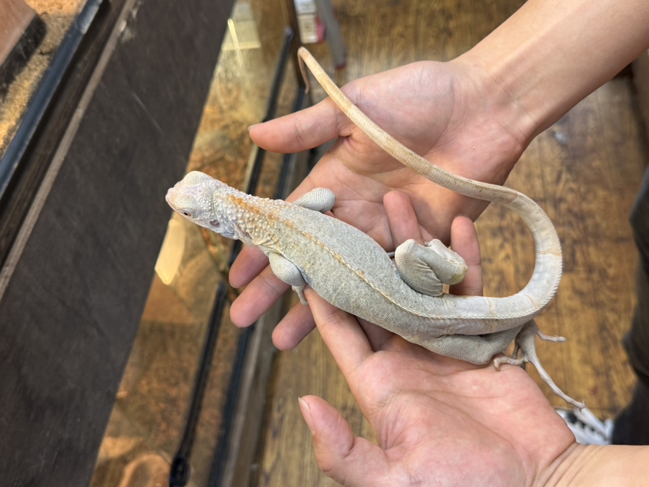 グリーンイグアナ（ノヴァ)(3)