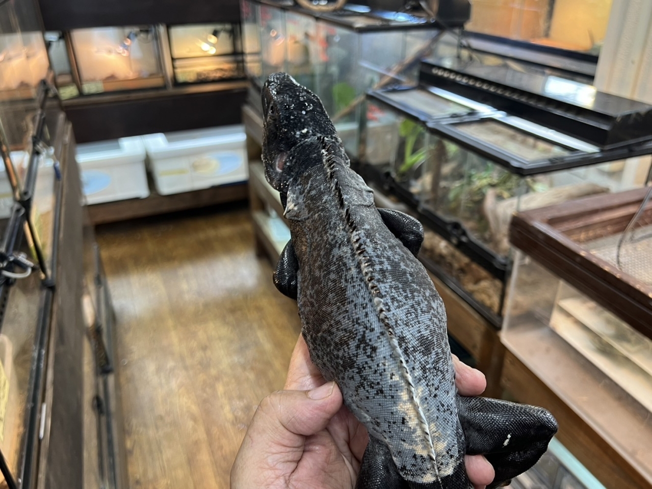 バナナスパイニーテールイグアナ（パンダパイド）(4)