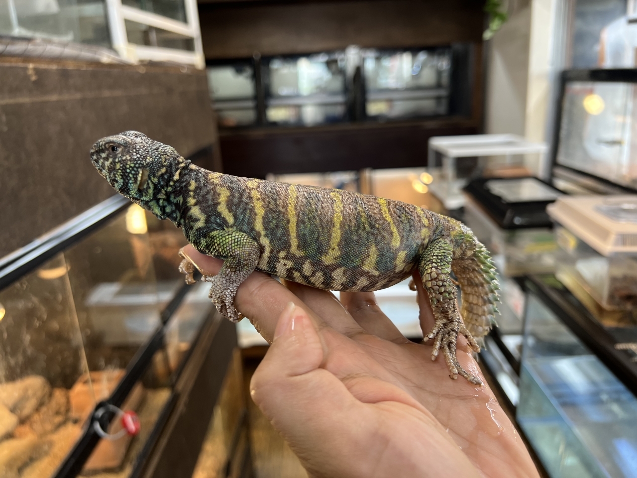 ニシキトゲオアガマ（No.2）(1)