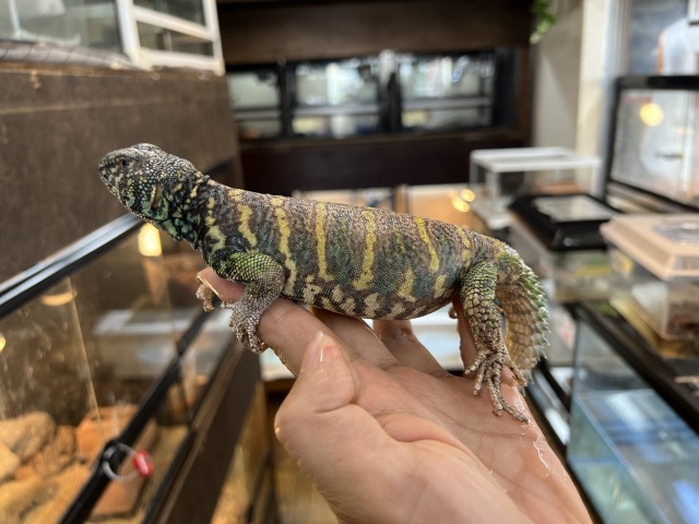 ニシキトゲオアガマ（No.2）