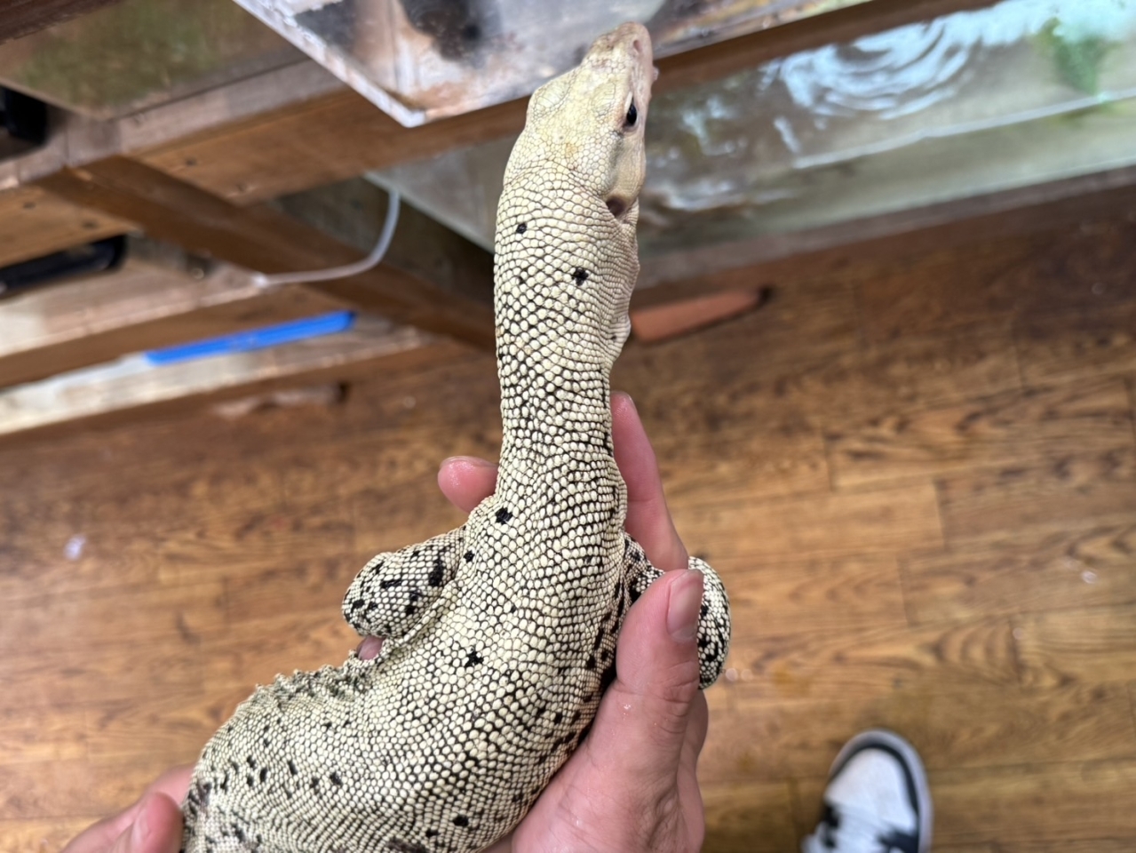 イエローヘッドモニター(2)