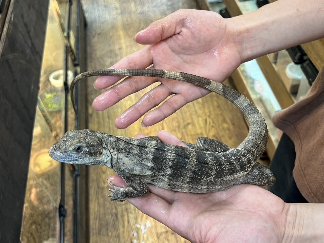 バナナスパイニーテールイグアナ(パンダパイド)（No.3）(2)