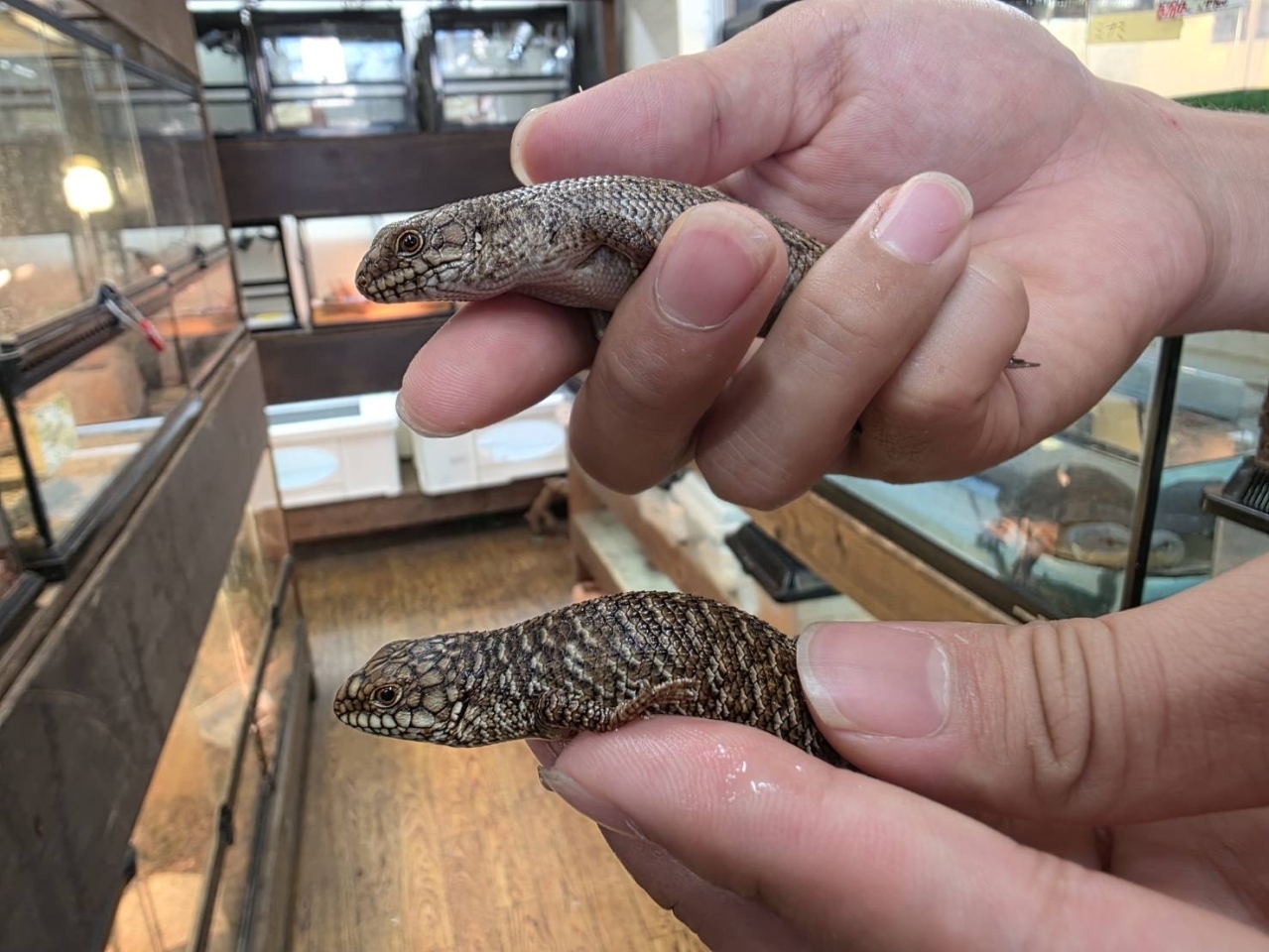 ストケスイワトカゲ(3)