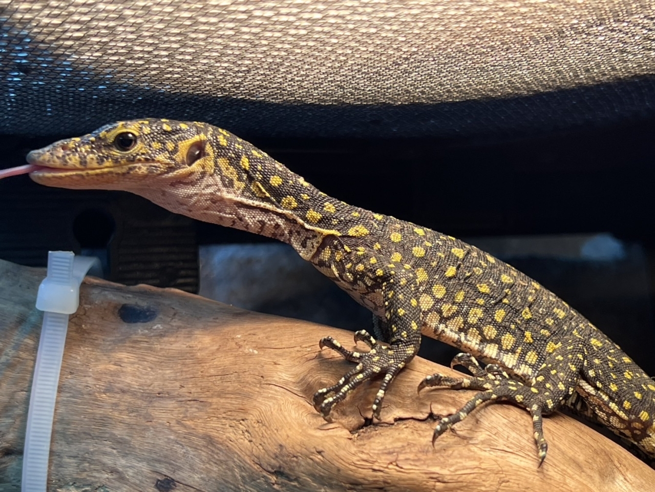 カイケチルモニター(1)