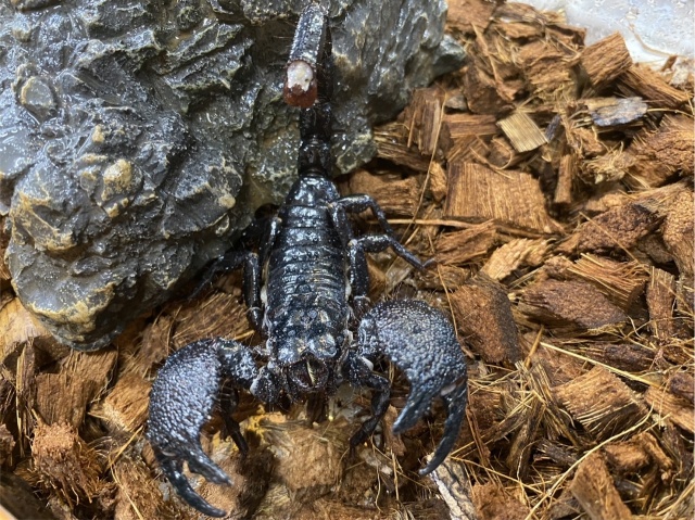 ダイオウサソリ