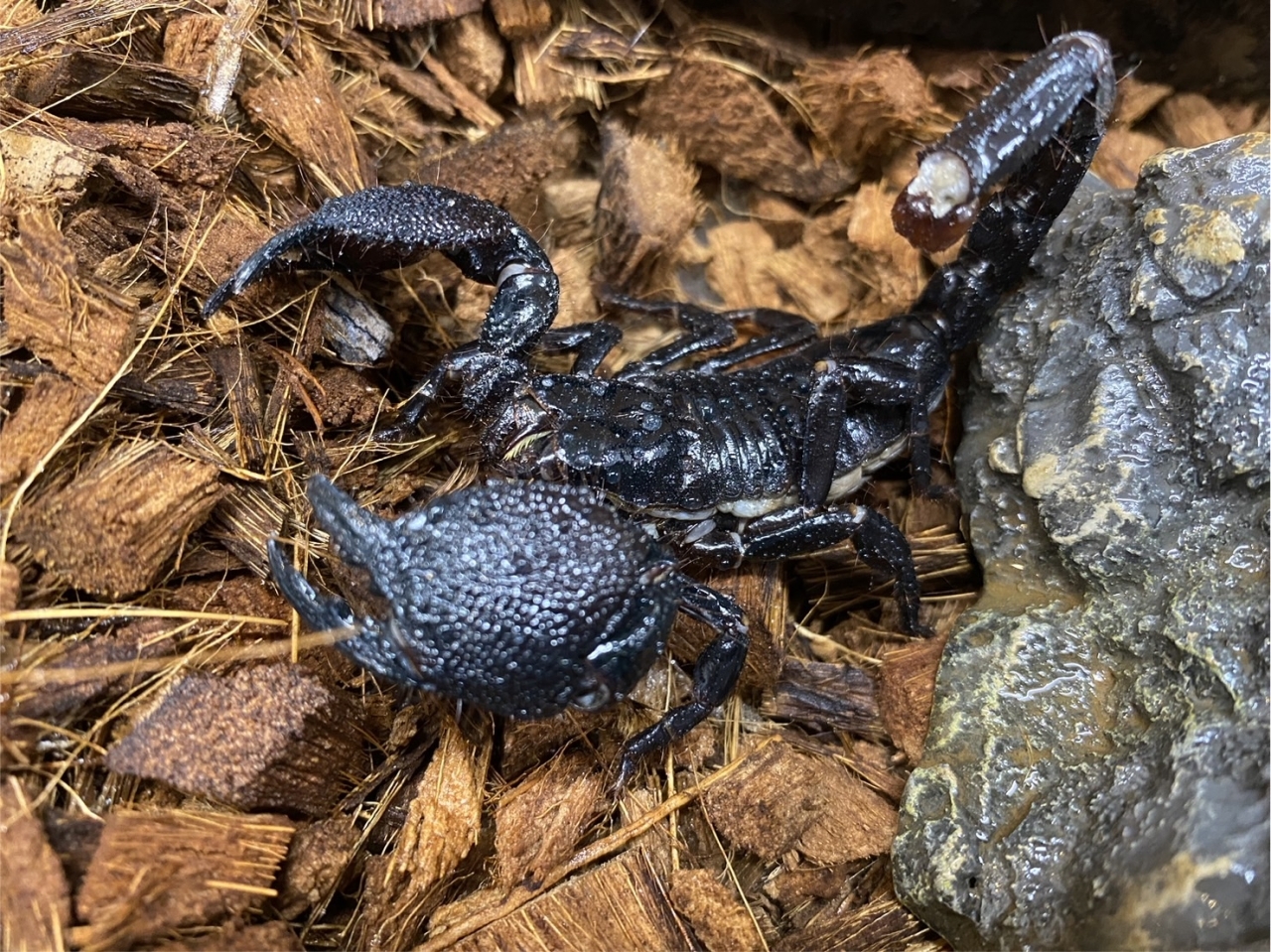 ダイオウサソリ(2)