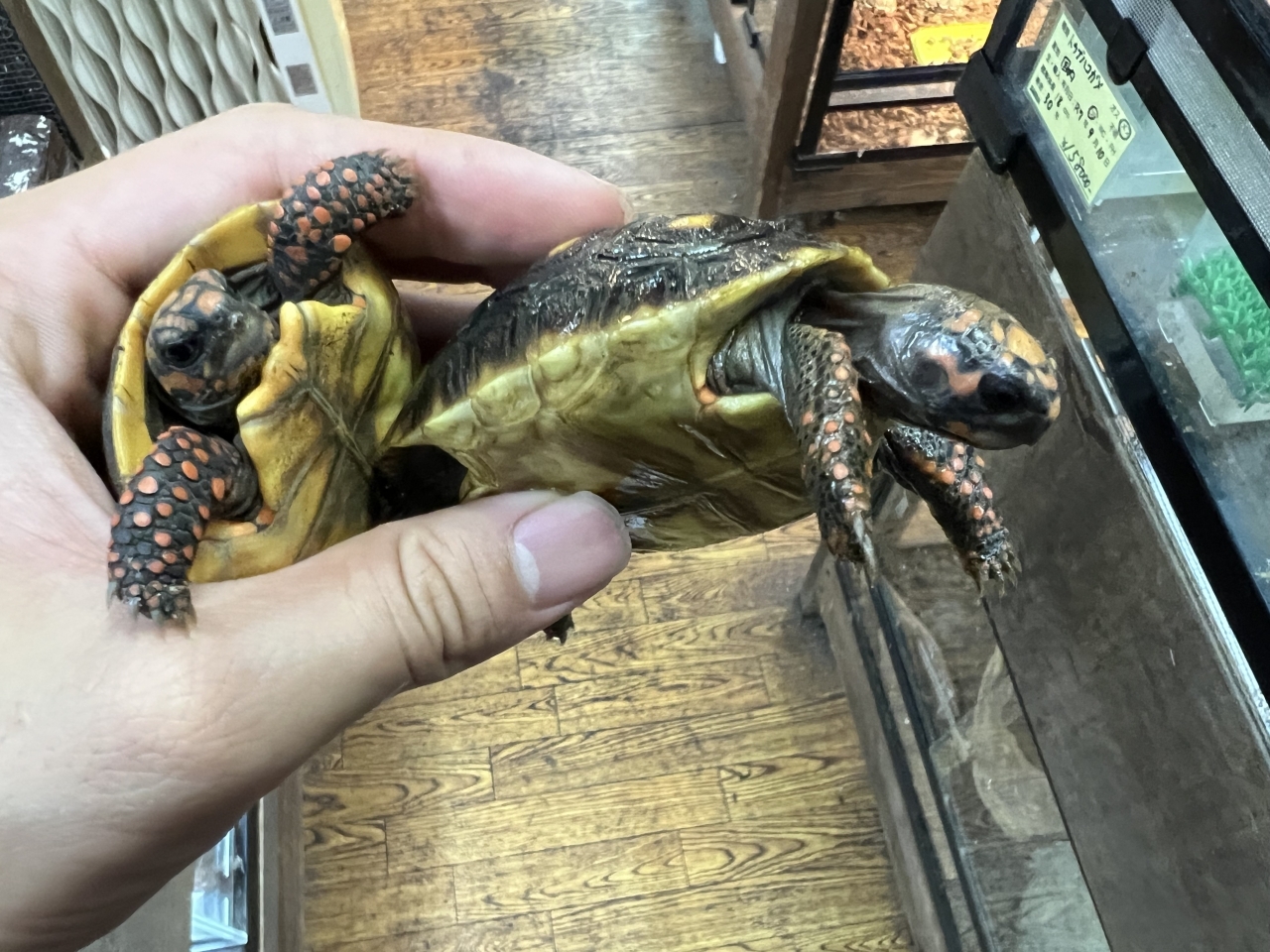 アカアシリクガメ(2)