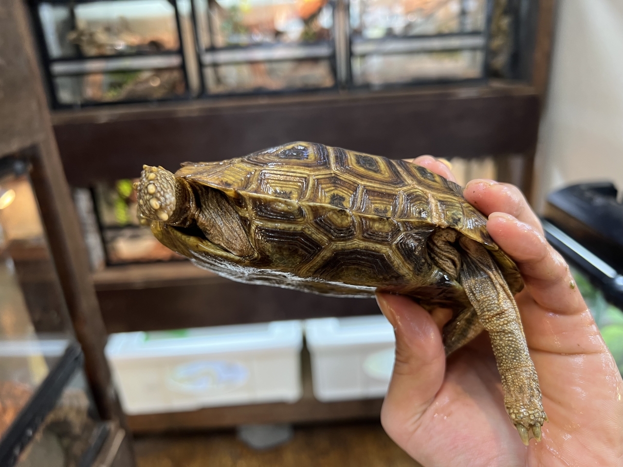 スピークセオレガメ（No.3）(3)