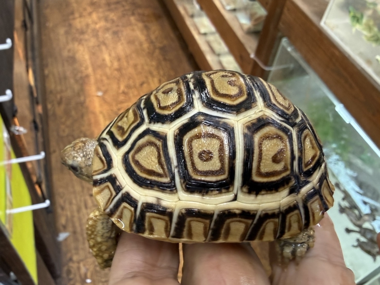 ヒョウモンリクガメ（No.1）(2)