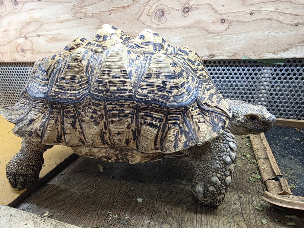 ナミビアヒョウモンリクガメ(1)