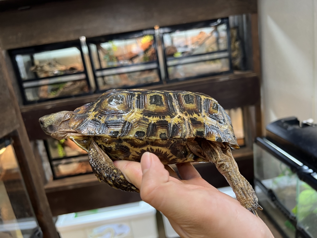 スピークセオレガメ（No.1）(2)