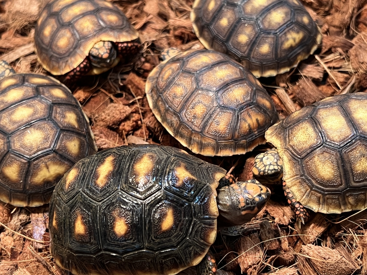 アカアシリクガメ(1)