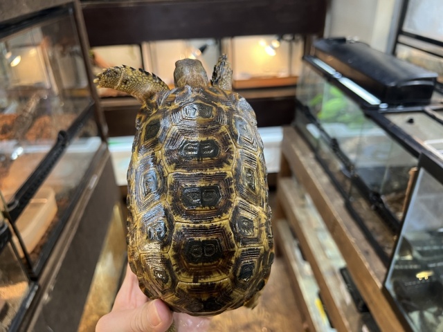 スピークセオレガメ（No.7）