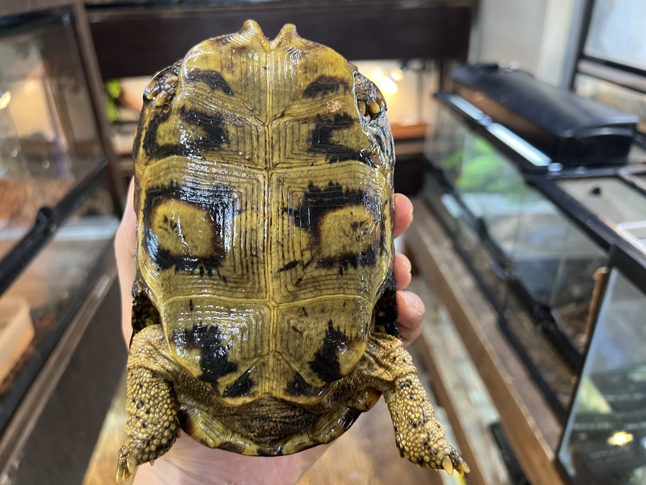 スピークセオレガメ（No.9）(3)