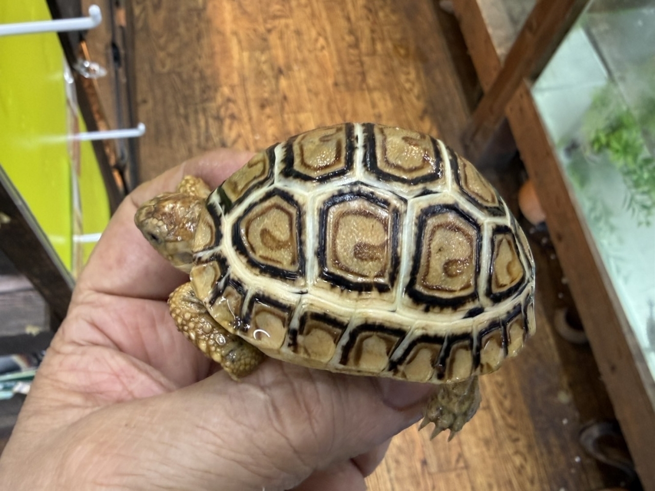 ヒョウモンリクガメ（No.2）(2)