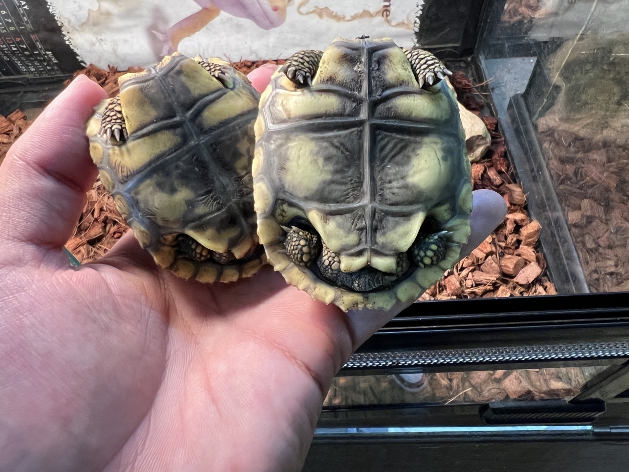 キアシリクガメ(3)