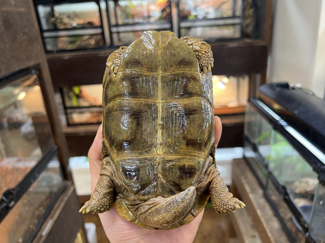 スピークセオレガメ（No.5）(4)