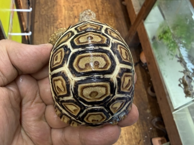 ヒョウモンリクガメ（No.1）