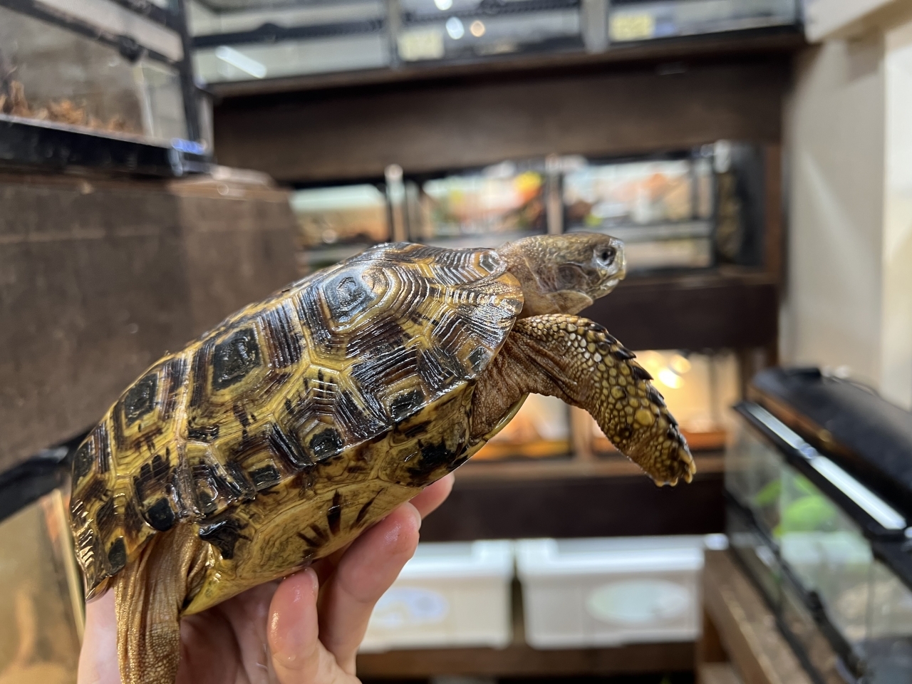 スピークセオレガメ（No.7）(3)