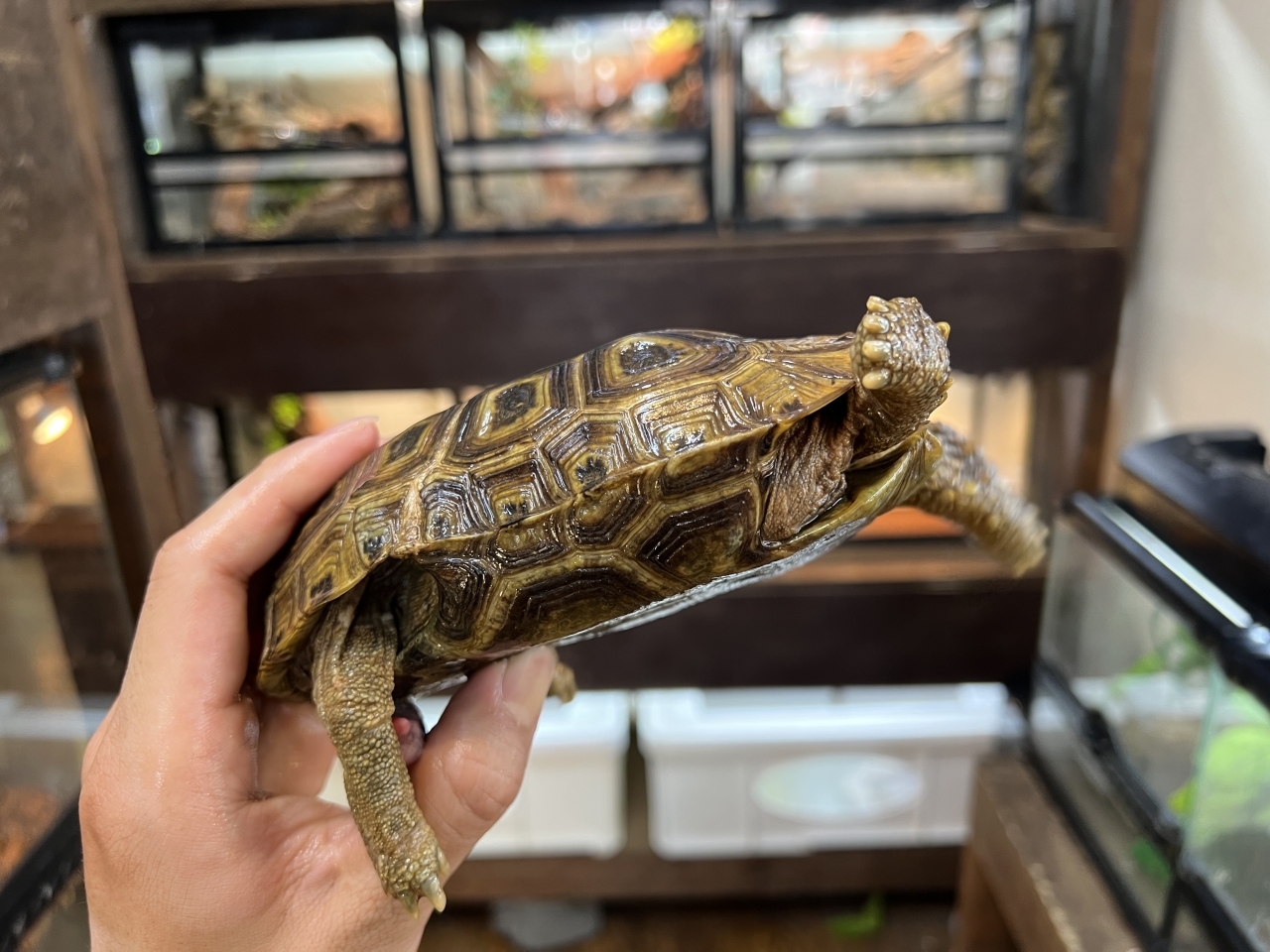 スピークセオレガメ（No.3）(2)