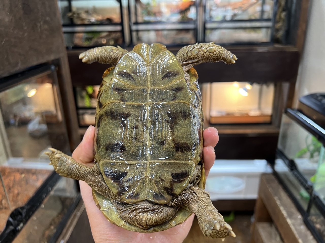 スピークセオレガメ（No.4）(4)