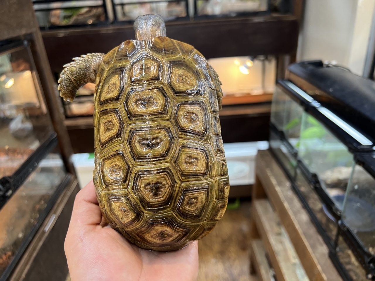 スピークセオレガメ（No.5）(1)