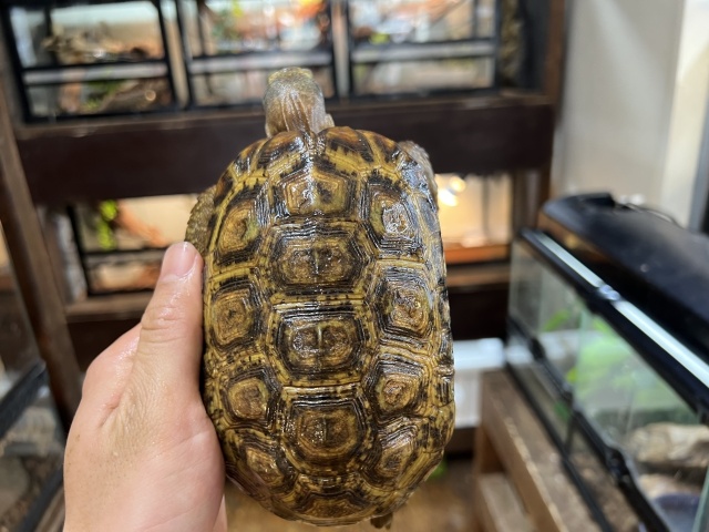 スピークセオレガメ（No.2）