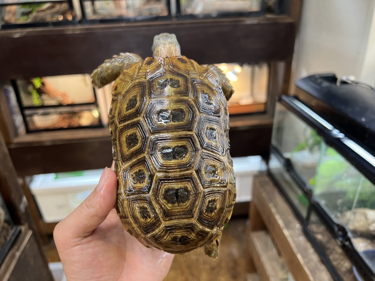 スピークセオレガメ（No.3）(1)