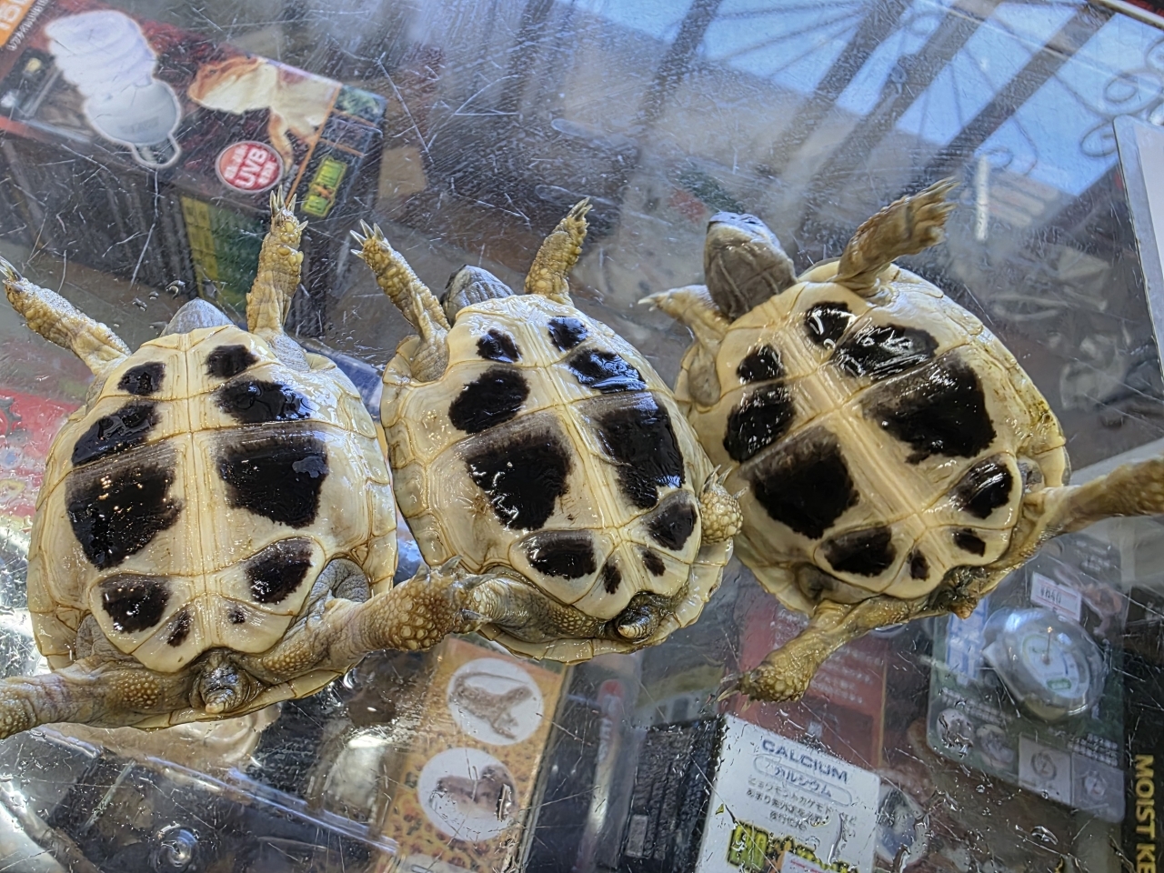 ヘルマンリクガメ(5)