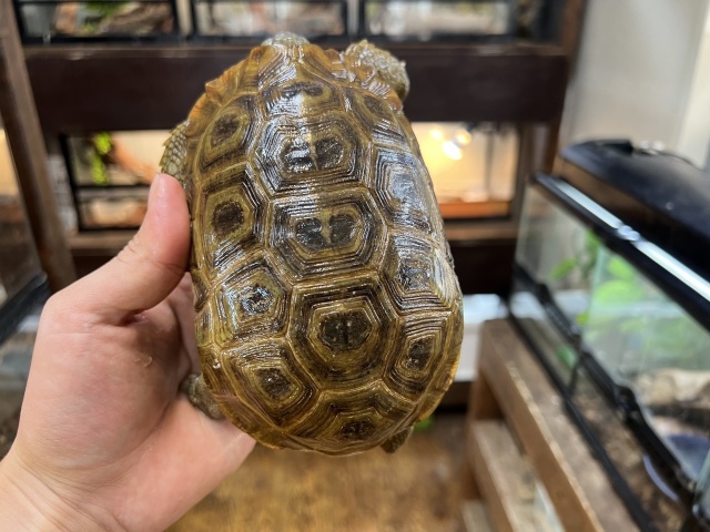 スピークセオレガメ（No.4）