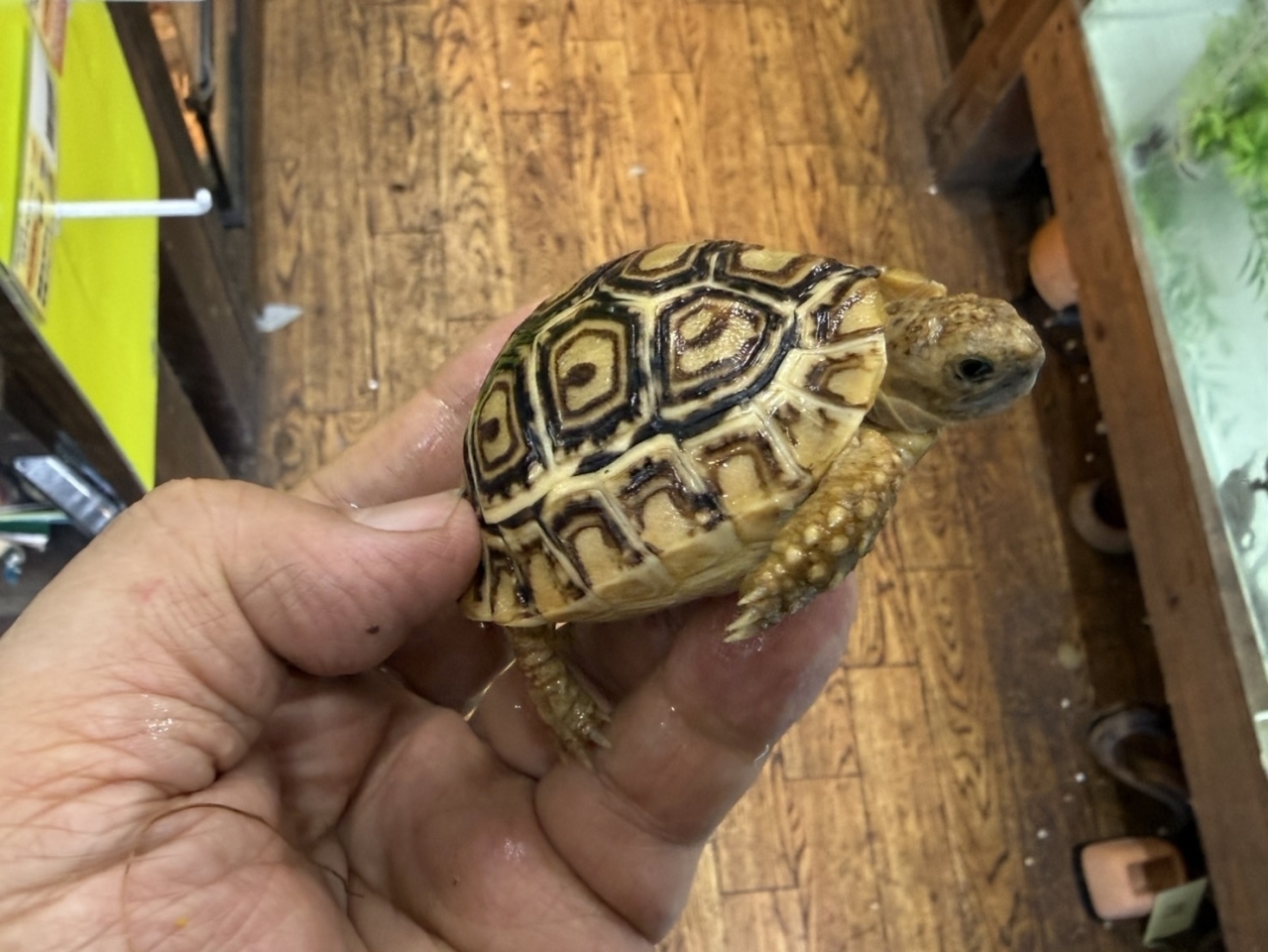 ヒョウモンリクガメ（No.3）(4)