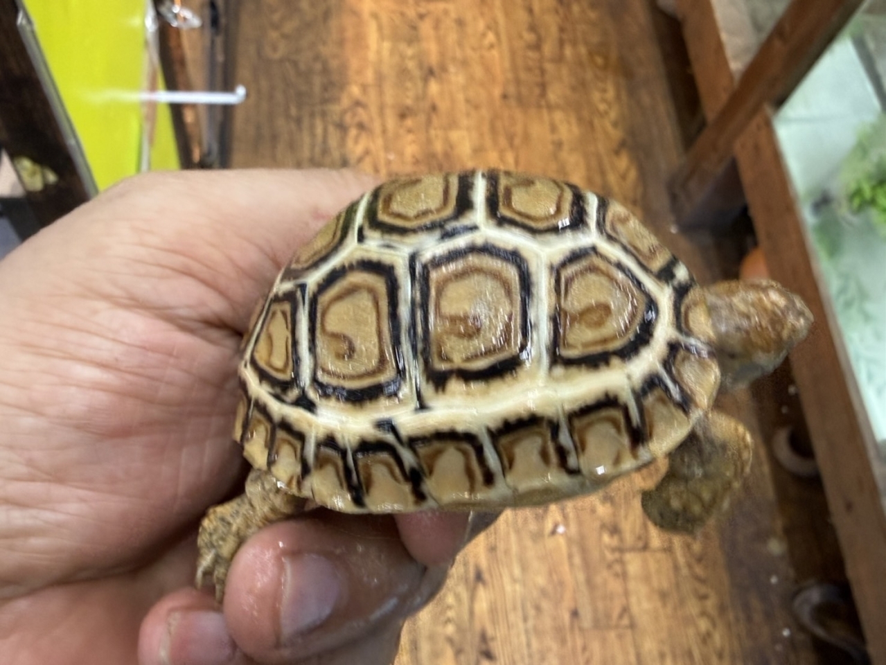 ヒョウモンリクガメ（No.2）(3)