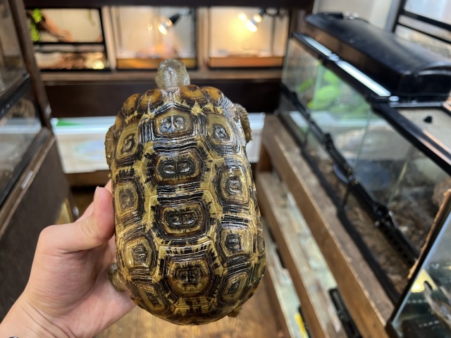 スピークセオレガメ（No.10）