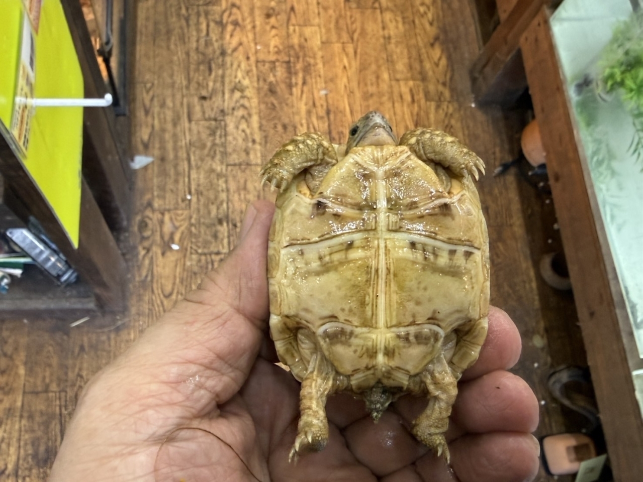 ヒョウモンリクガメ（No.3）(5)