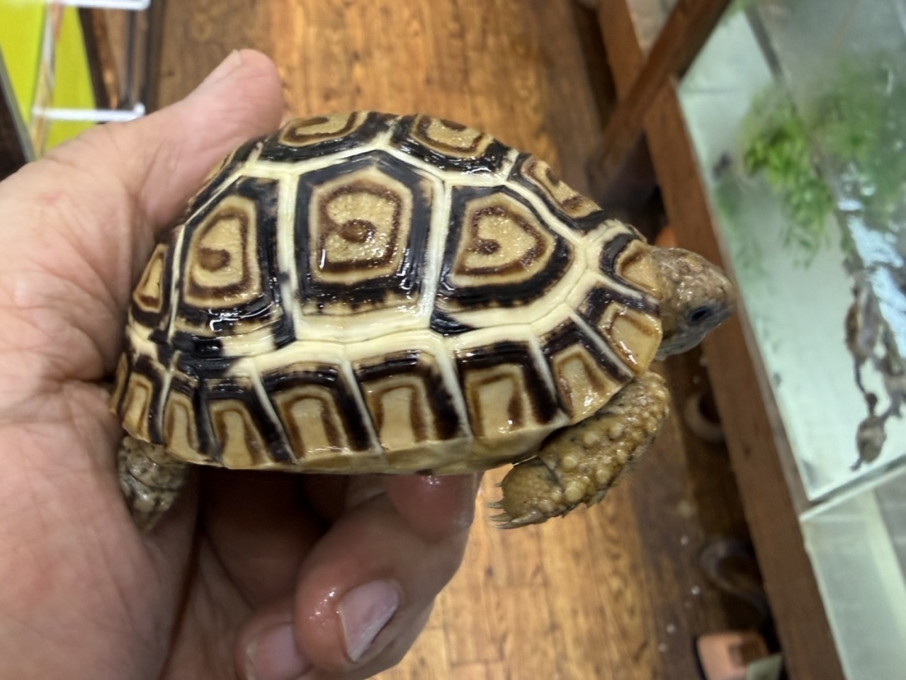 ヒョウモンリクガメ（No.1）(3)