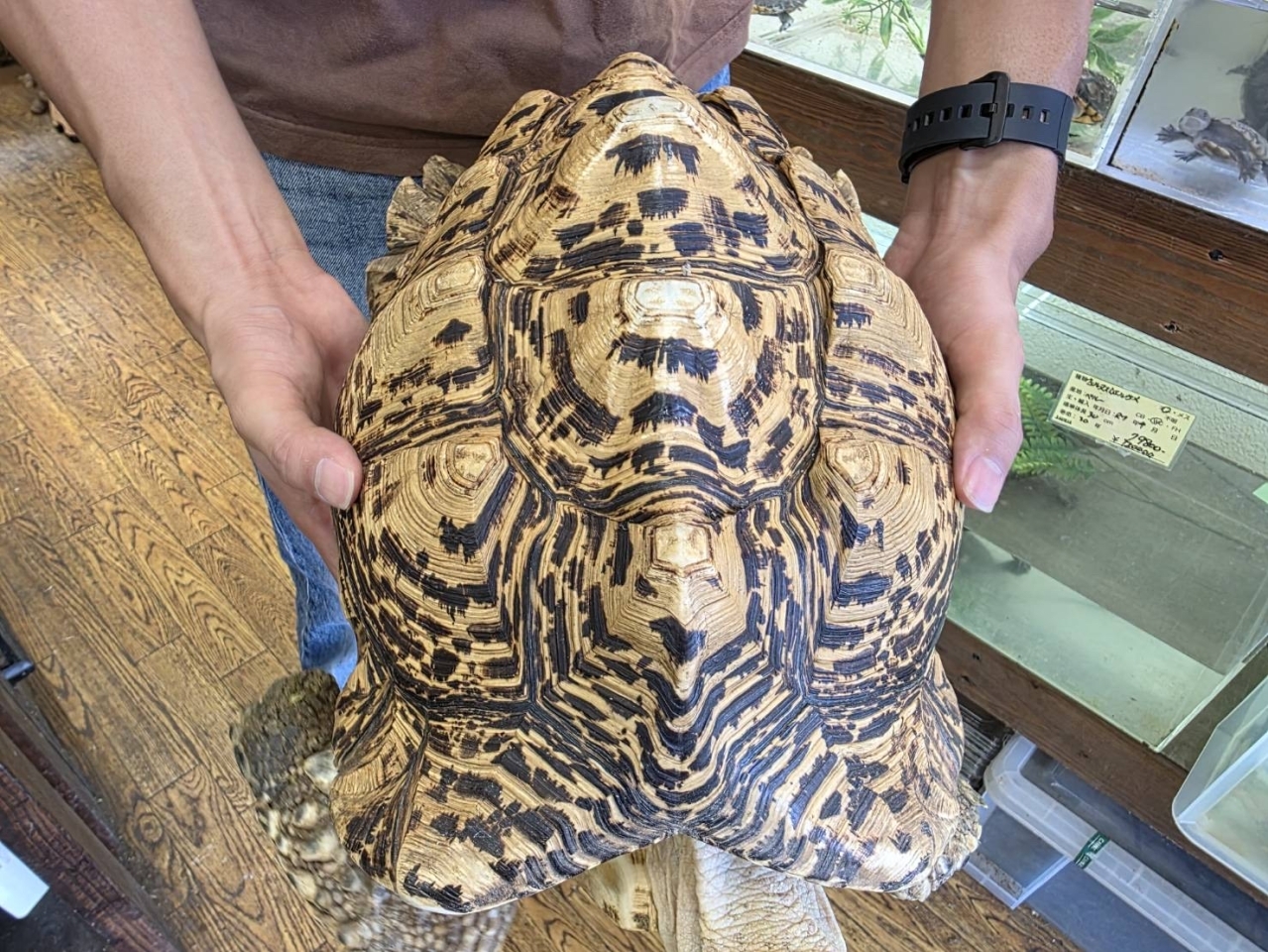 ナミビアヒョウモンリクガメ(2)