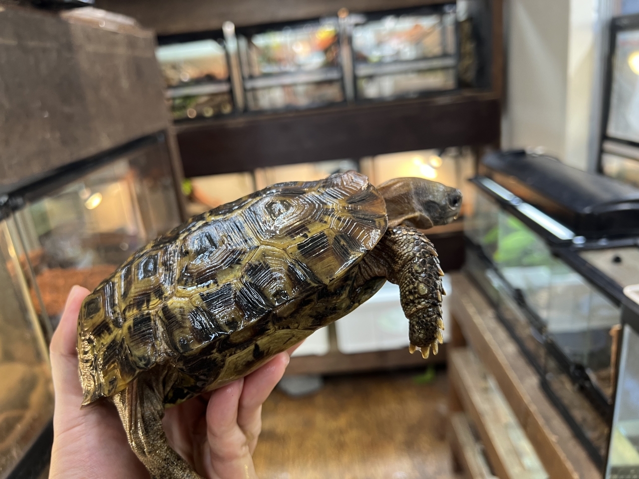 スピークセオレガメ（No.8）(2)