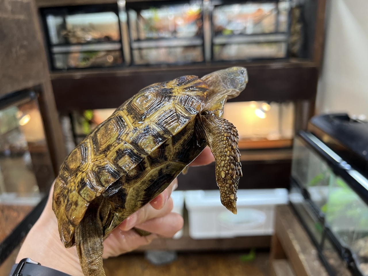 スピークセオレガメ（No.2）(2)