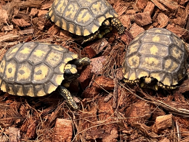 キアシリクガメ