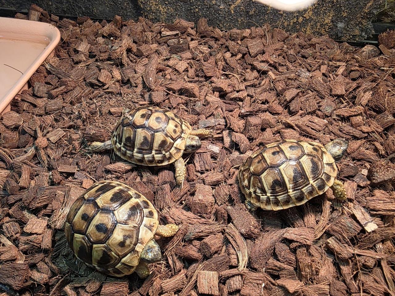 ヘルマンリクガメ(1)