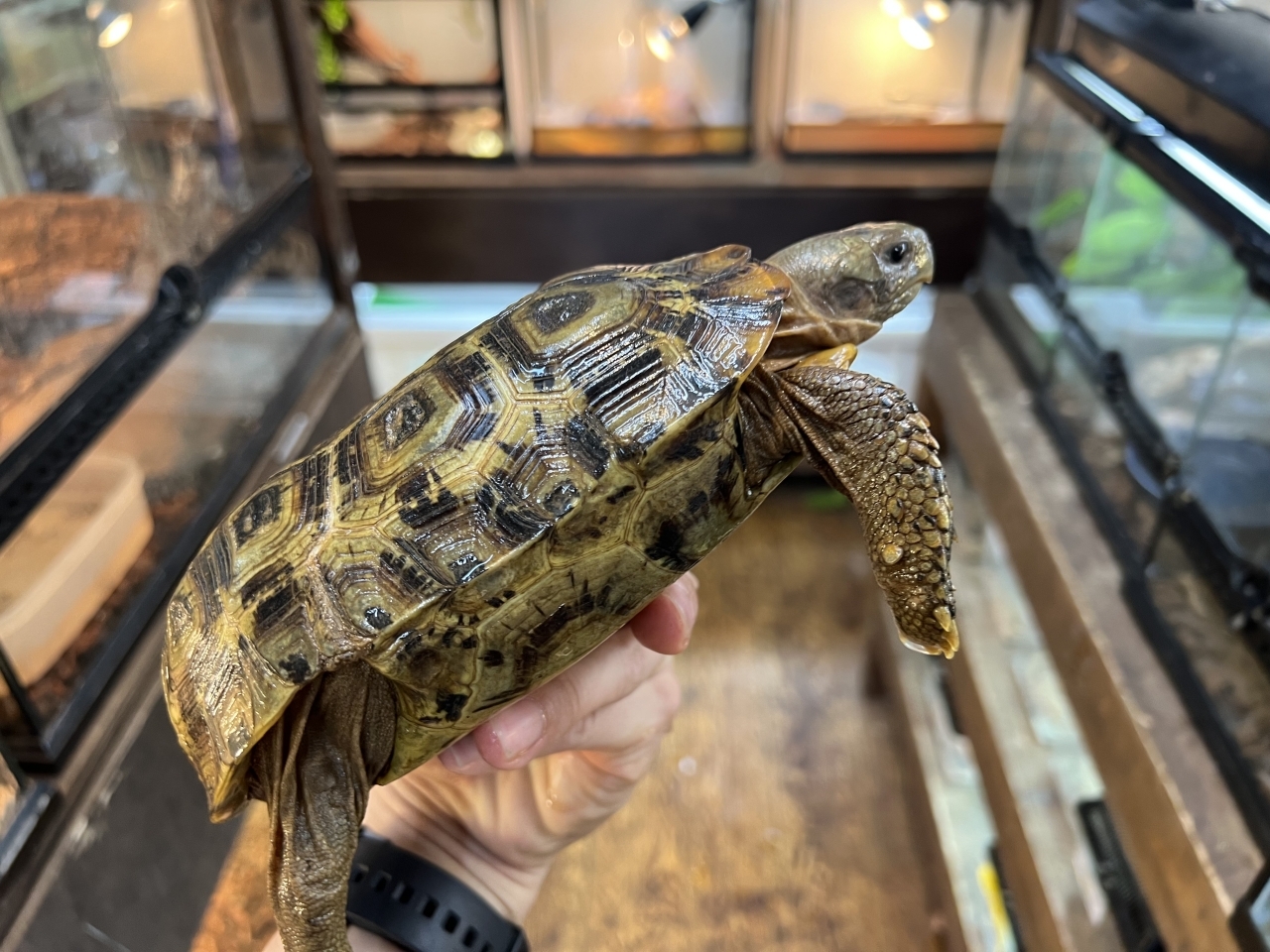 スピークセオレガメ（No.10）(2)