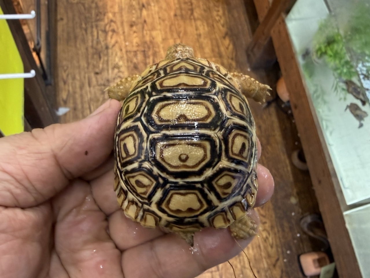 ヒョウモンリクガメ（No.3）(1)