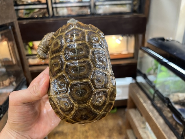 スピークセオレガメ（No.6）