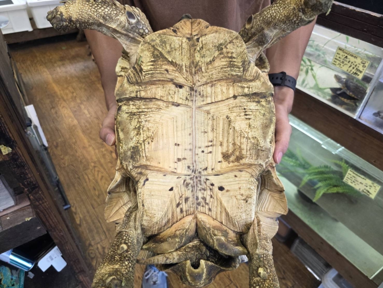 ナミビアヒョウモンリクガメ(3)