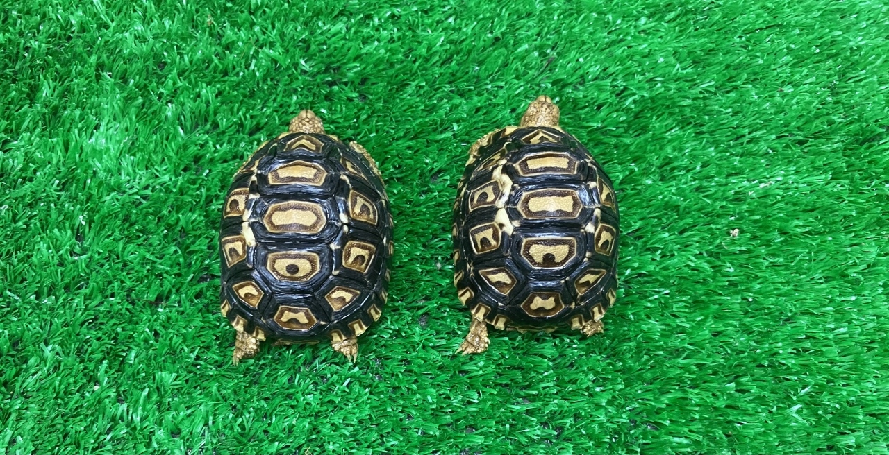 ヒョウモンリクガメ(2)